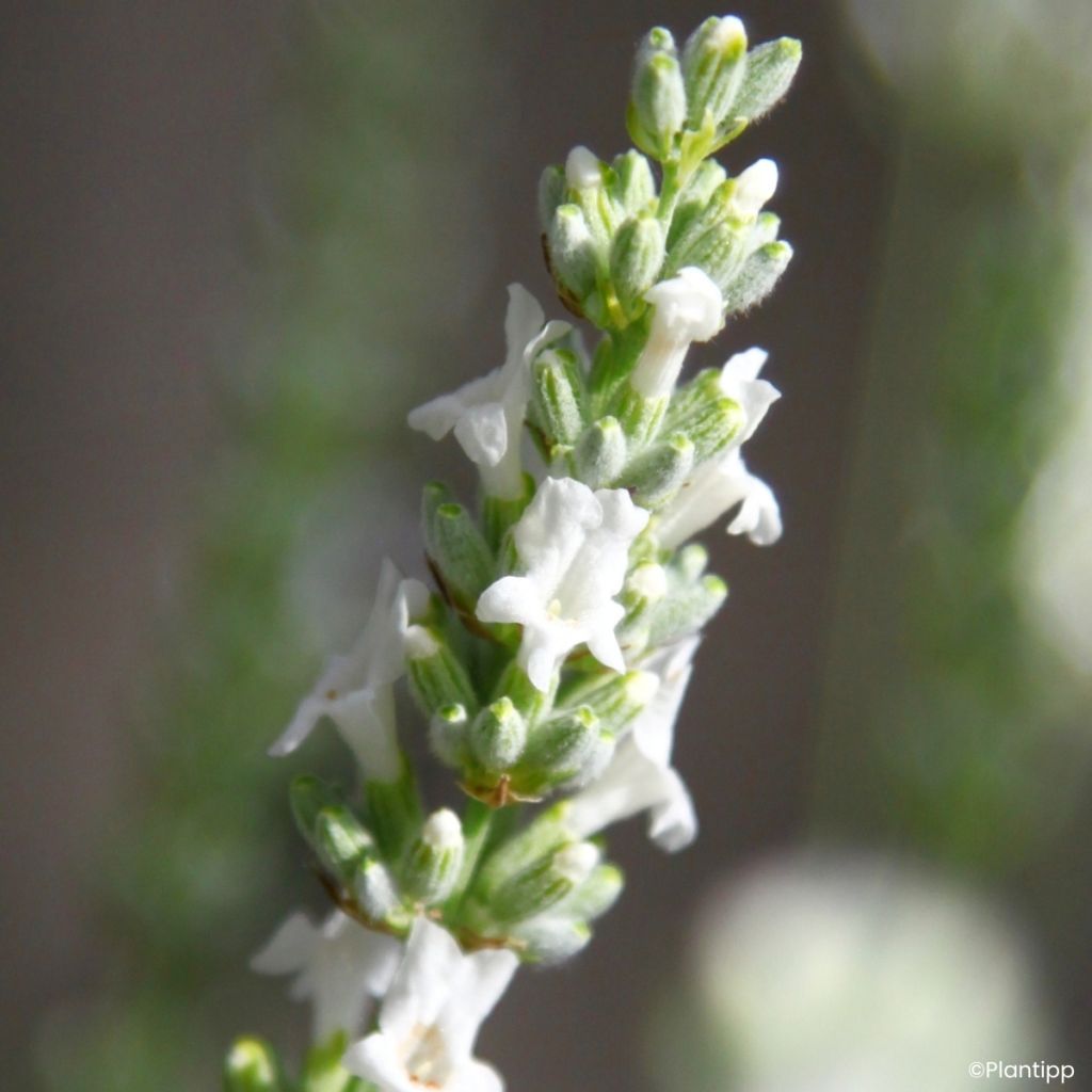 Lavandin Exceptional - Lavandula intermedia