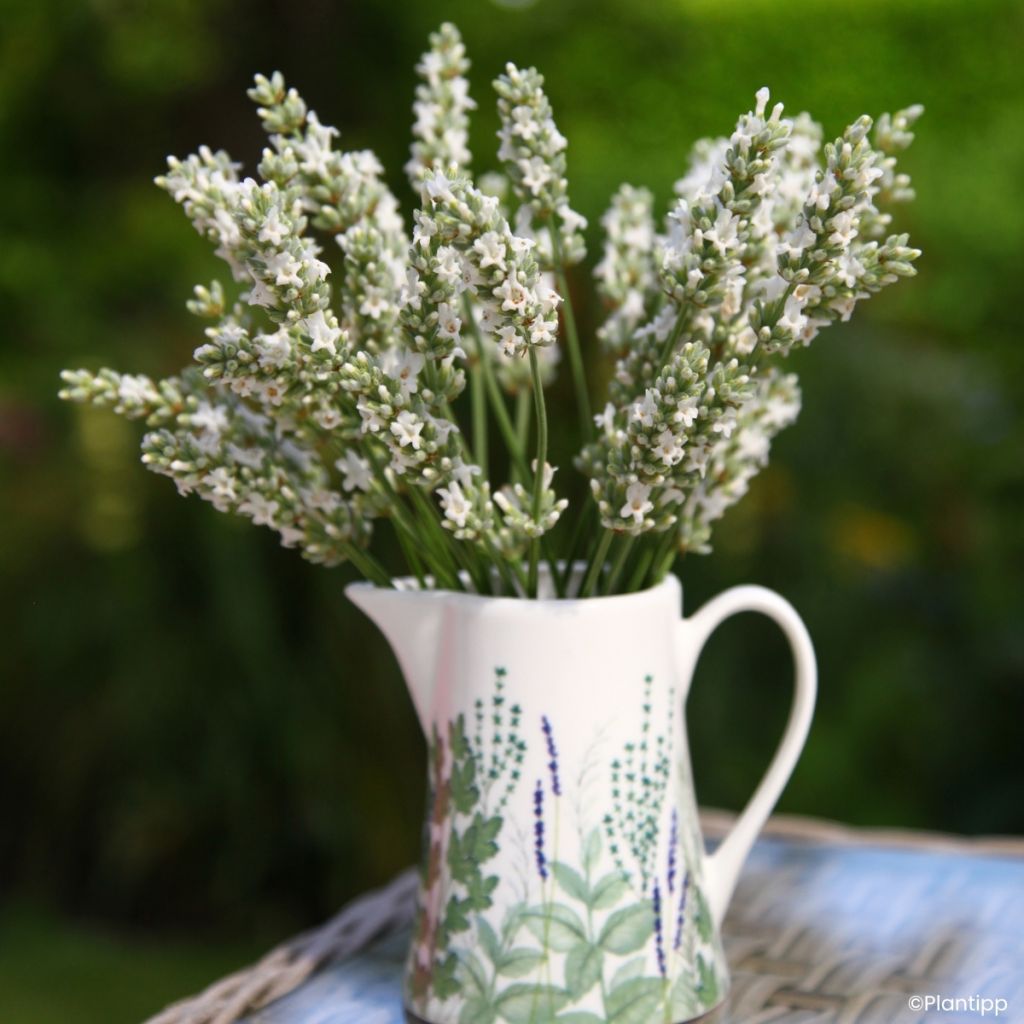 Lavandin Exceptional - Lavandula intermedia