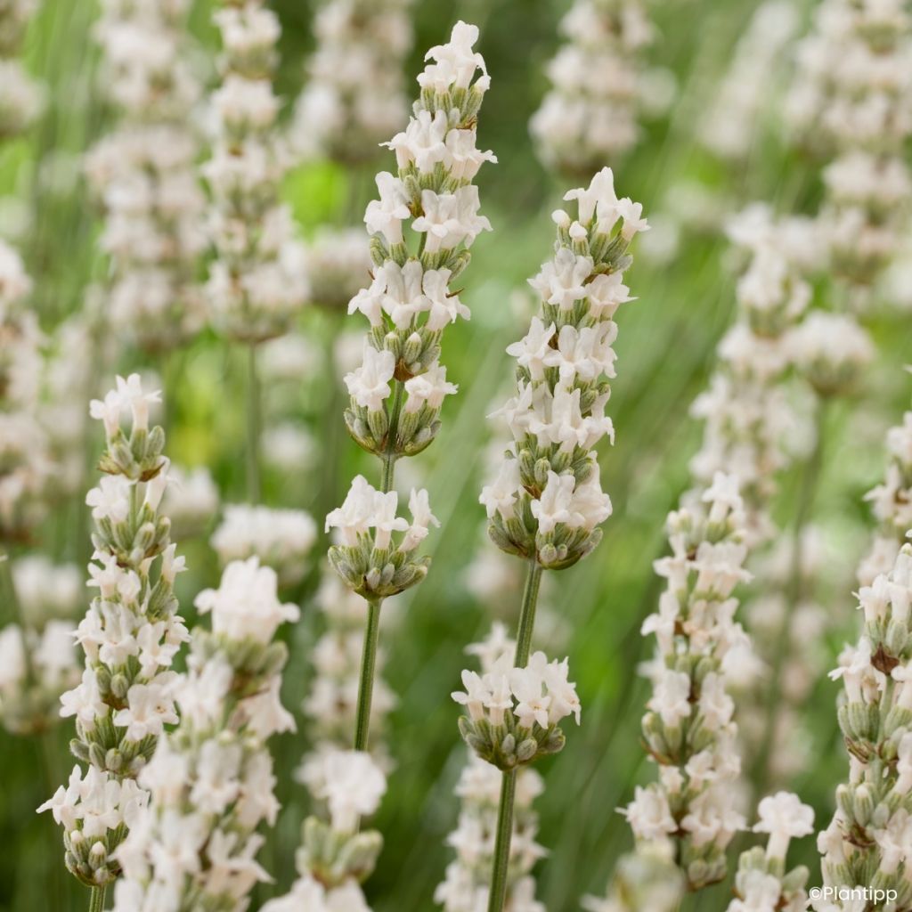 Lavandin Exceptional - Lavandula intermedia