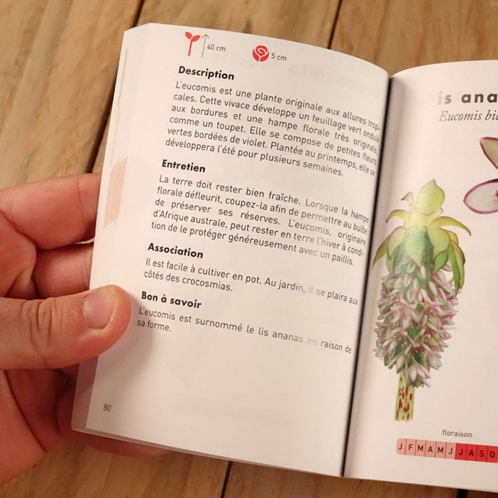 Le Petit guide jardin des bulbes