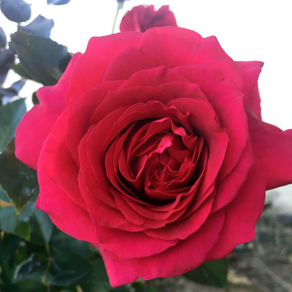 Rosier à grandes fleurs Roi des Coeurs ® 