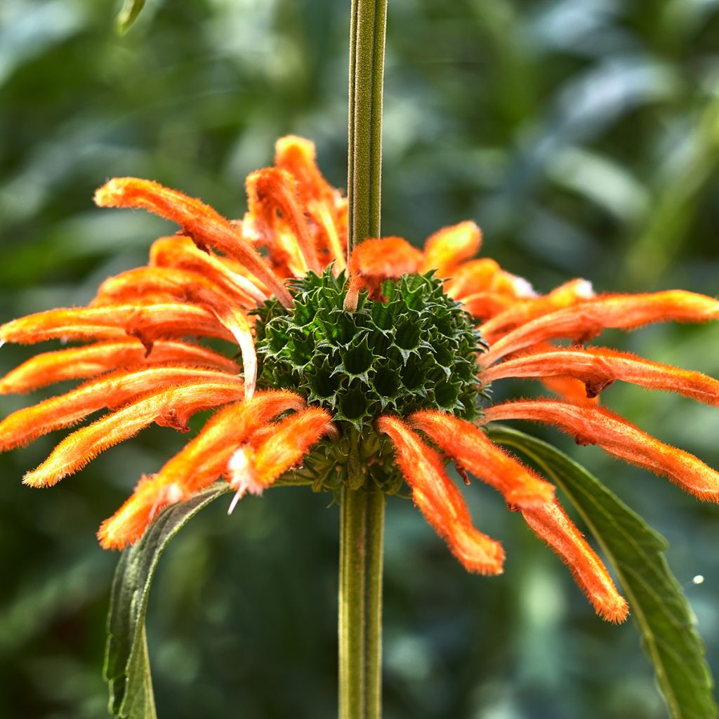 Leonotis nepetifolia (zaad) - Leeuwenoor
