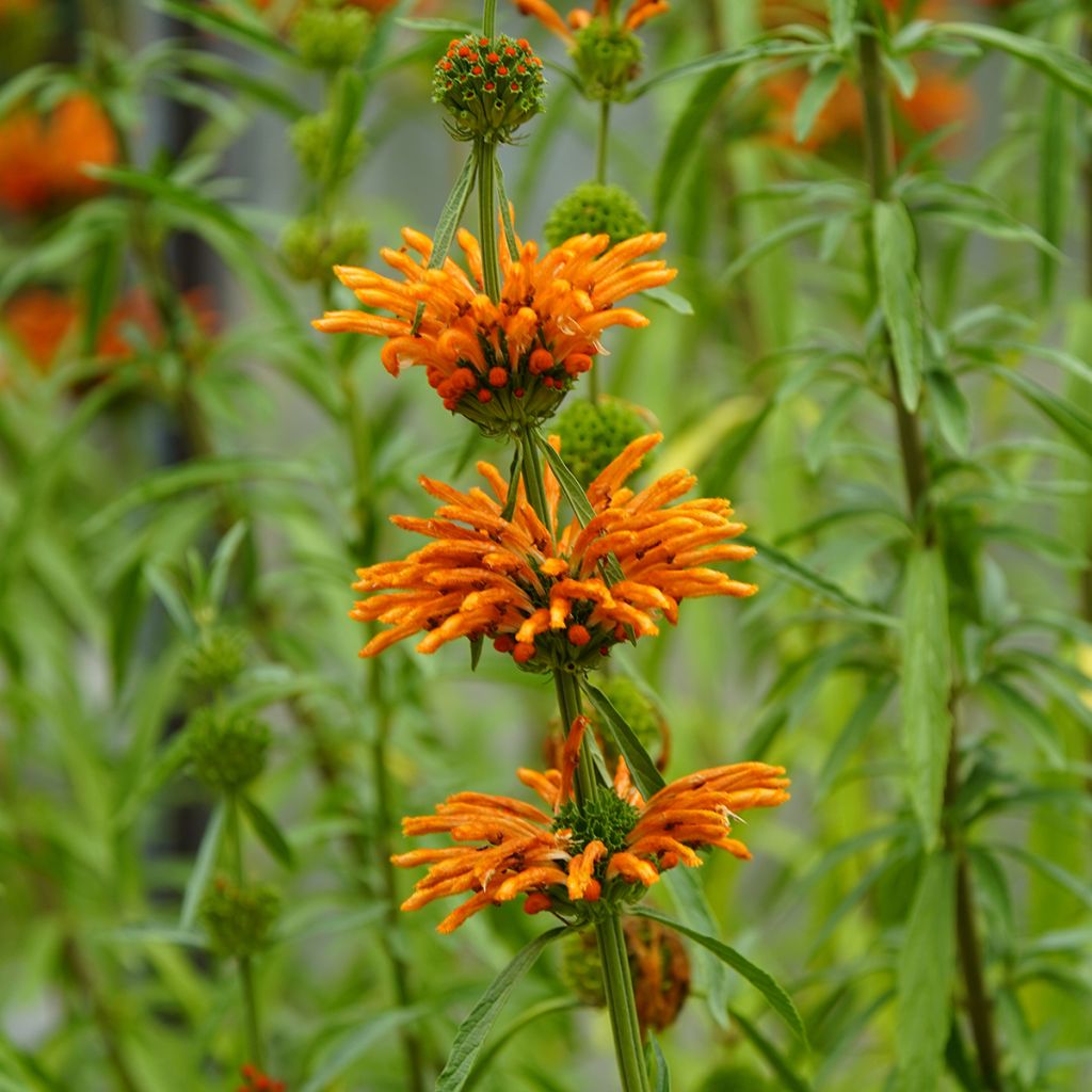 Leonotis nepetifolia (zaad) - Leeuwenoor
