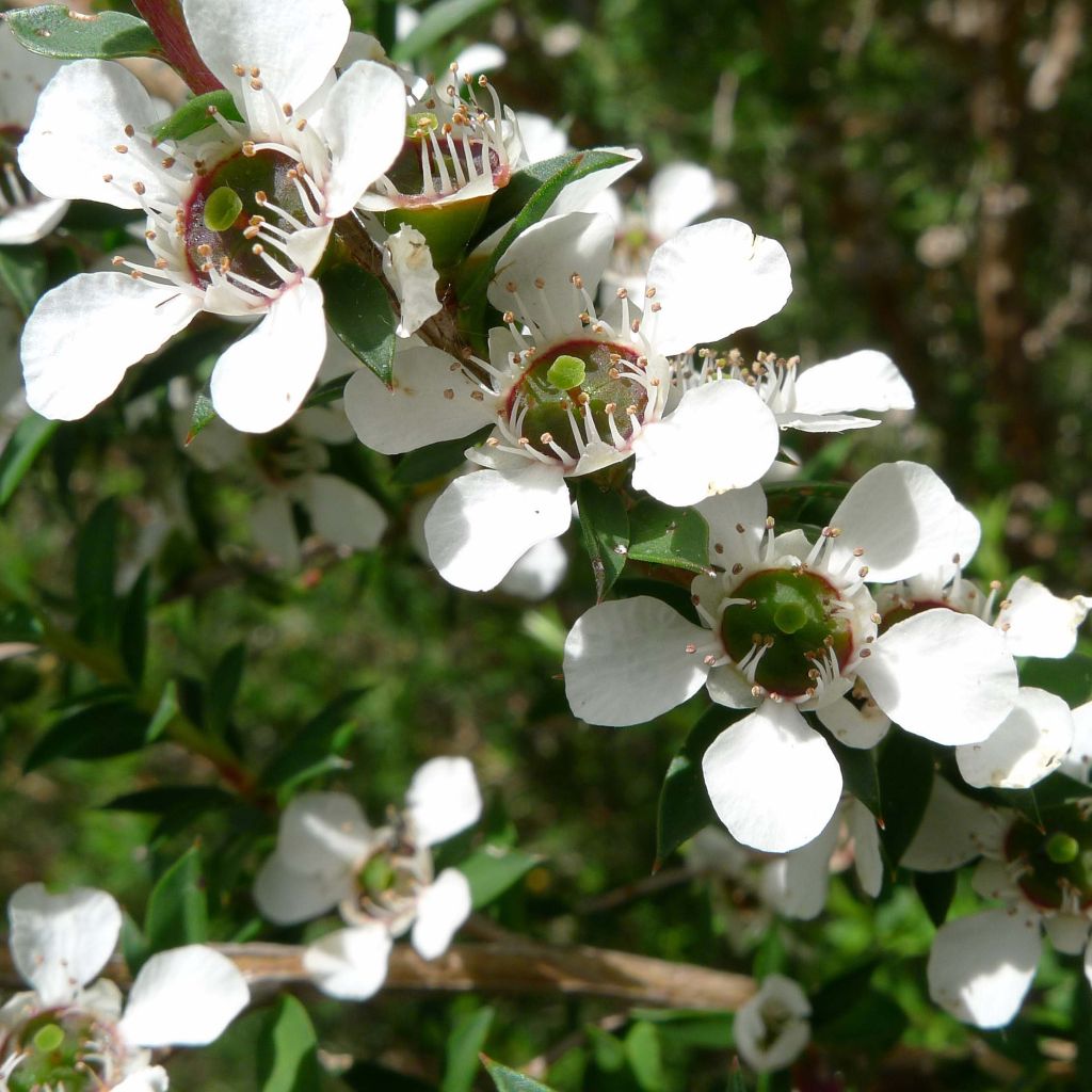 Leptospermum scoparium Wit - Manuka
