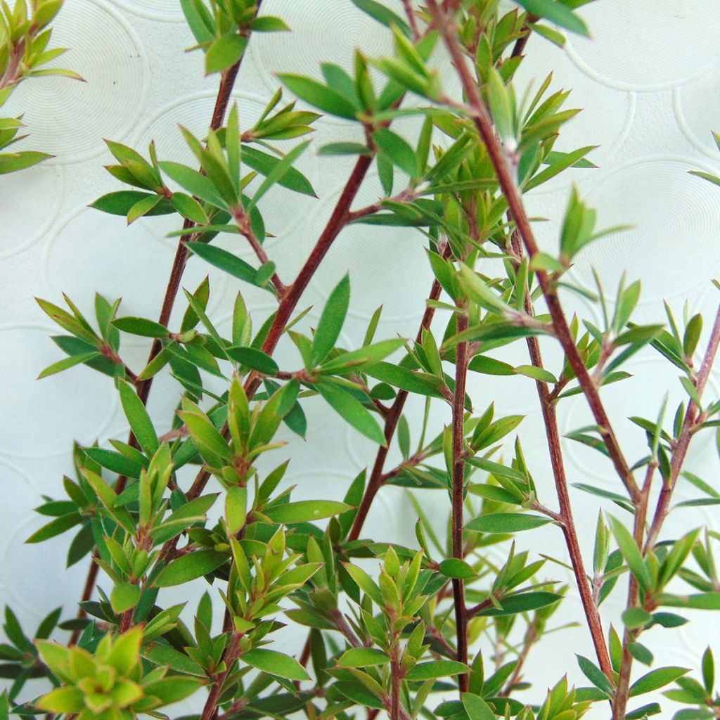 Leptospermum scoparium Wit - Manuka