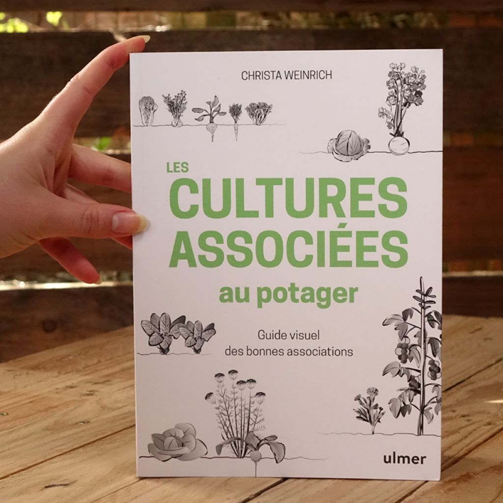 Les cultures associées au potager - Guide visuel des bonnes associations