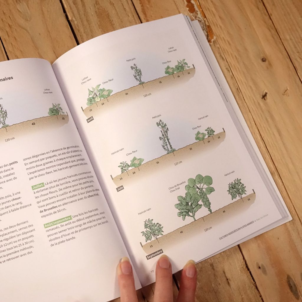 Les cultures associées au potager - Guide visuel des bonnes associations