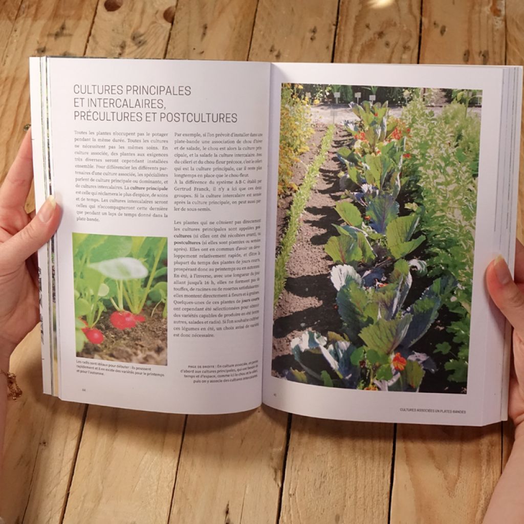 Les cultures associées au potager - Guide visuel des bonnes associations