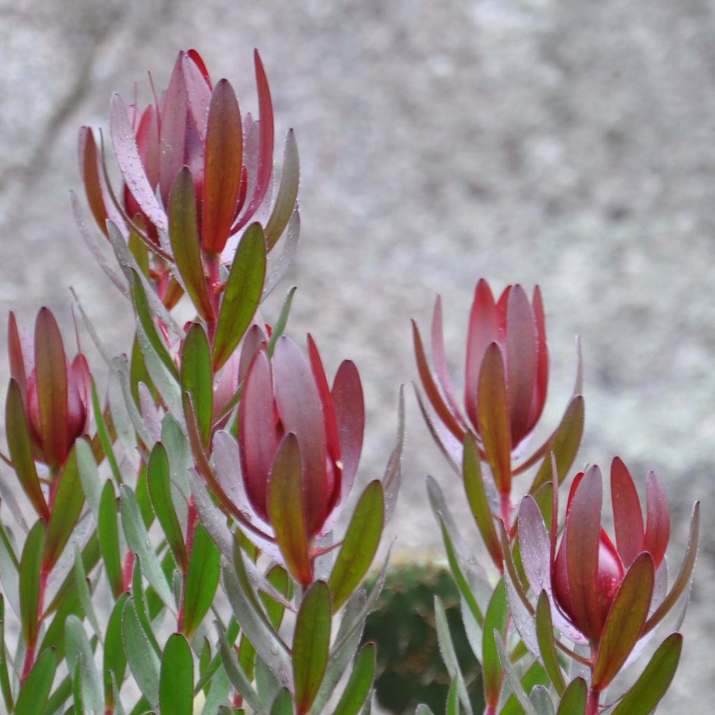 Leucadendron Safari Sunset - Kaaps groen