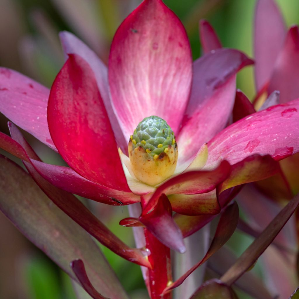 Leucadendron Safari Sunset - Kaaps groen