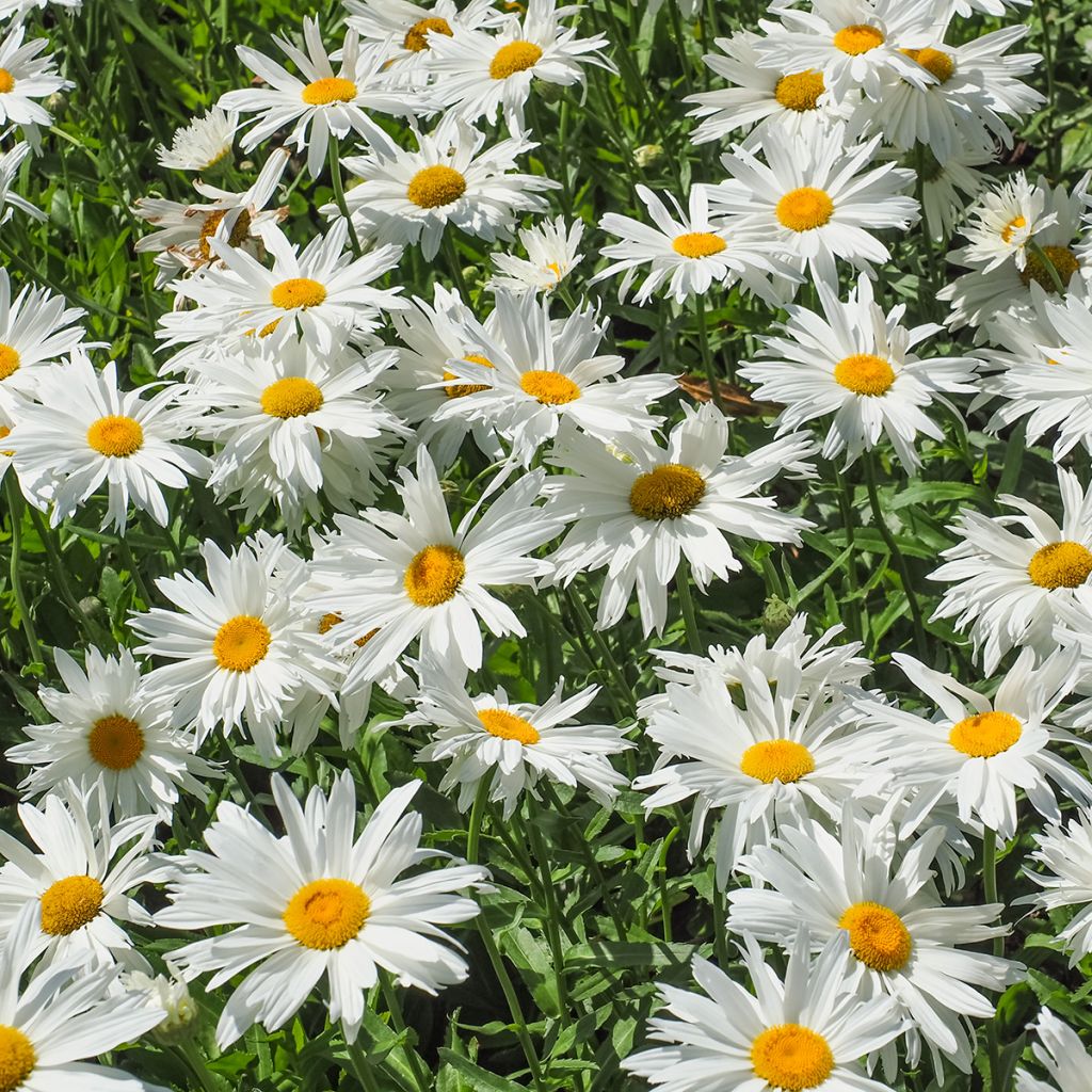 Leucanthemella serotina - Herfstmargriet
