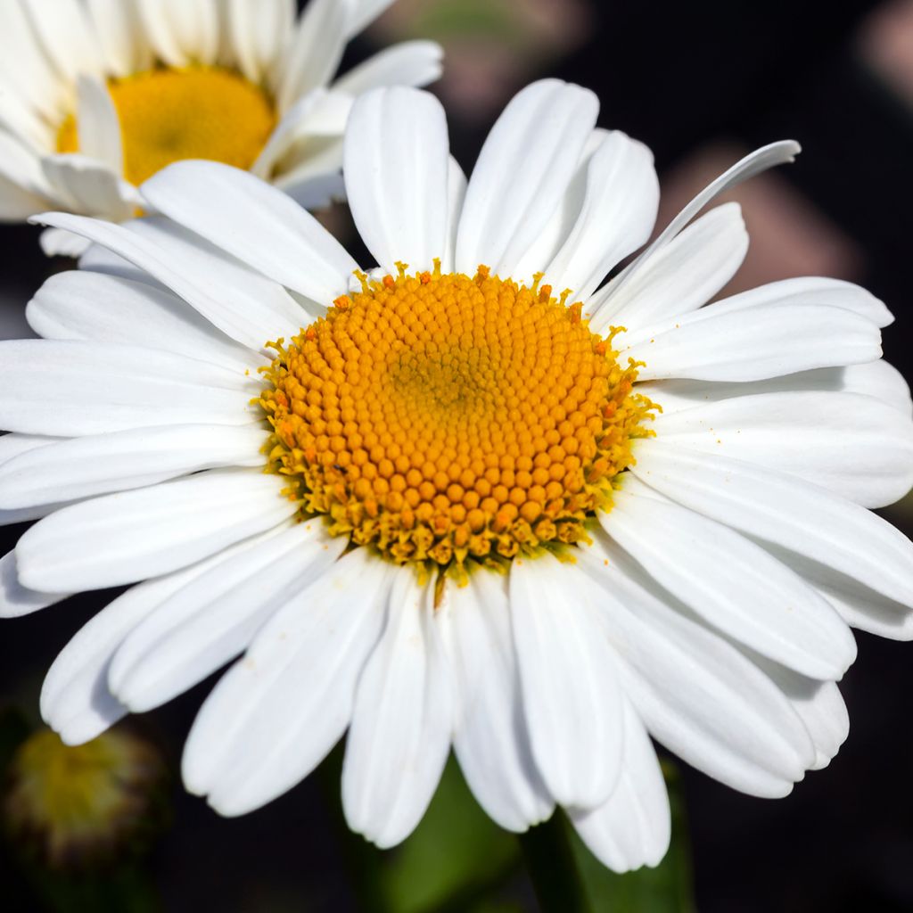 Leucanthemum Snow Lady - Margriet