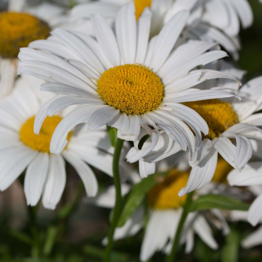 Leucanthemum Snow Lady - Margriet