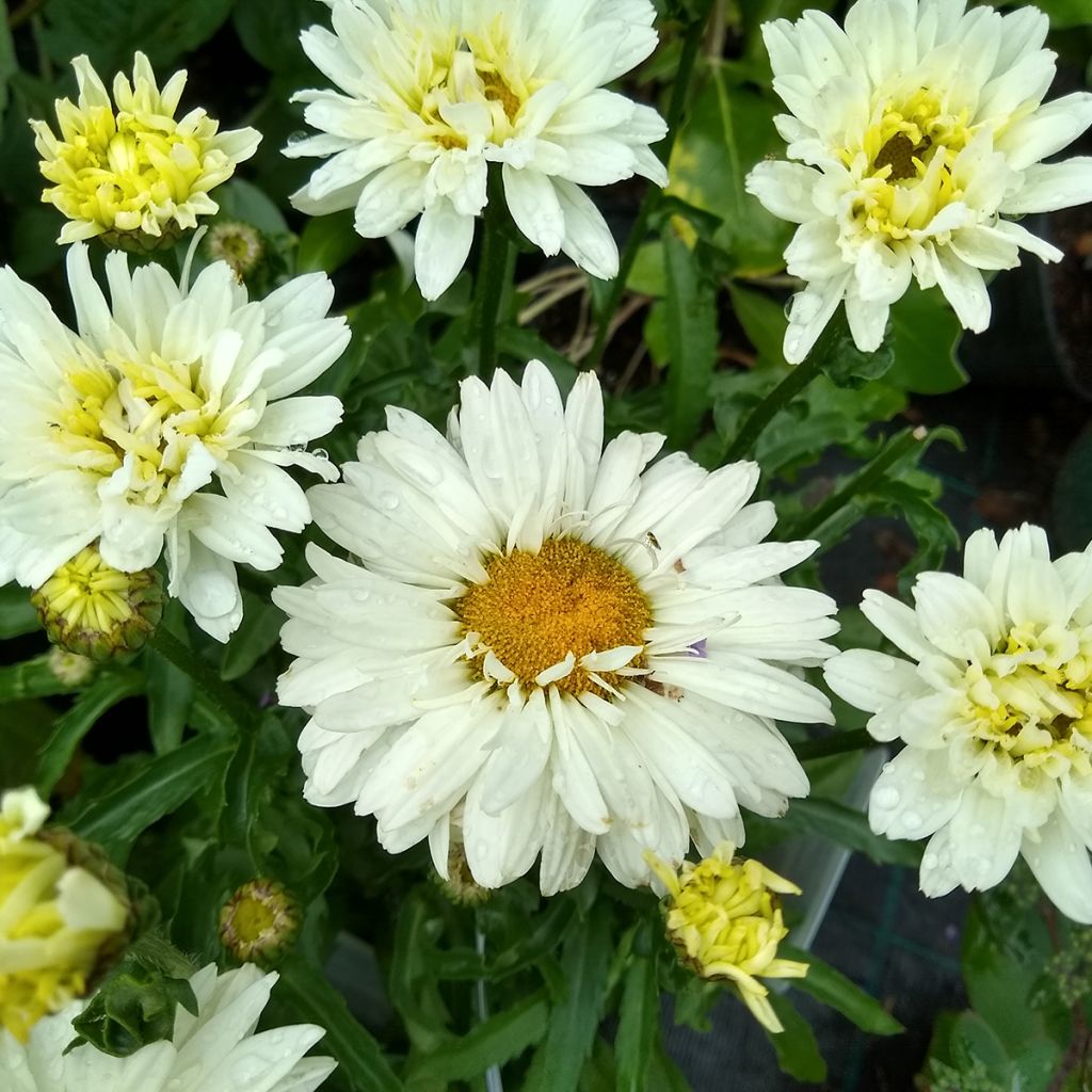 Leucanthemum superbum Victorian Secret - Tuinmargriet