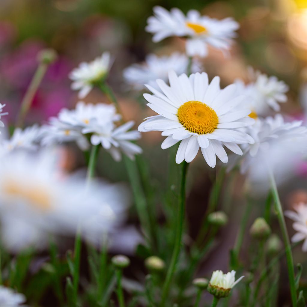 Leucanthemum superbum Becky - Tuinmargriet