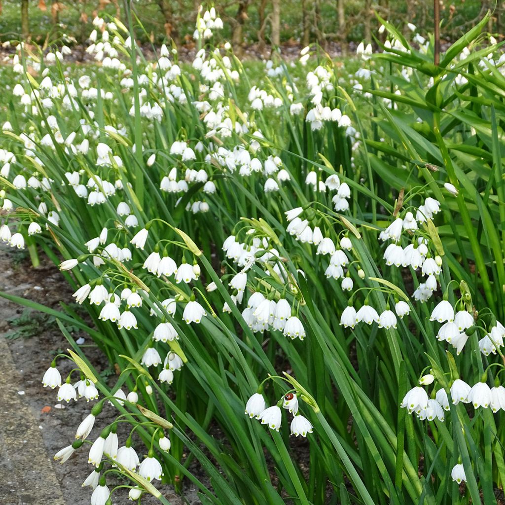 Leucojum aestivum - Zomerklokje