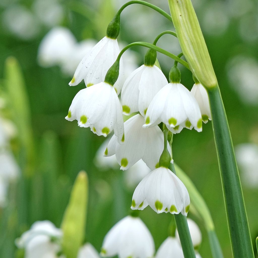 Leucojum aestivum Bridesmaid - Zomerklokje