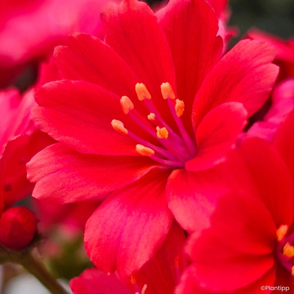 Lewisia Sunset Glow
