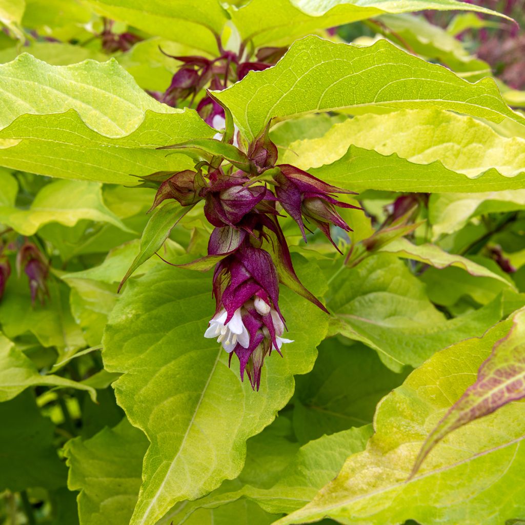 Leycesteria formosa Little Lanterns - Fazantenbes