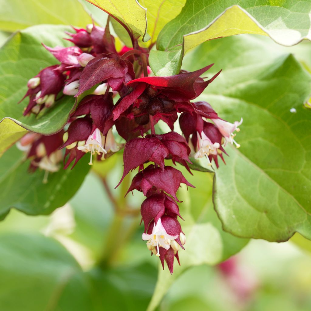 Leycesteria formosa Little Lanterns - Fazantenbes