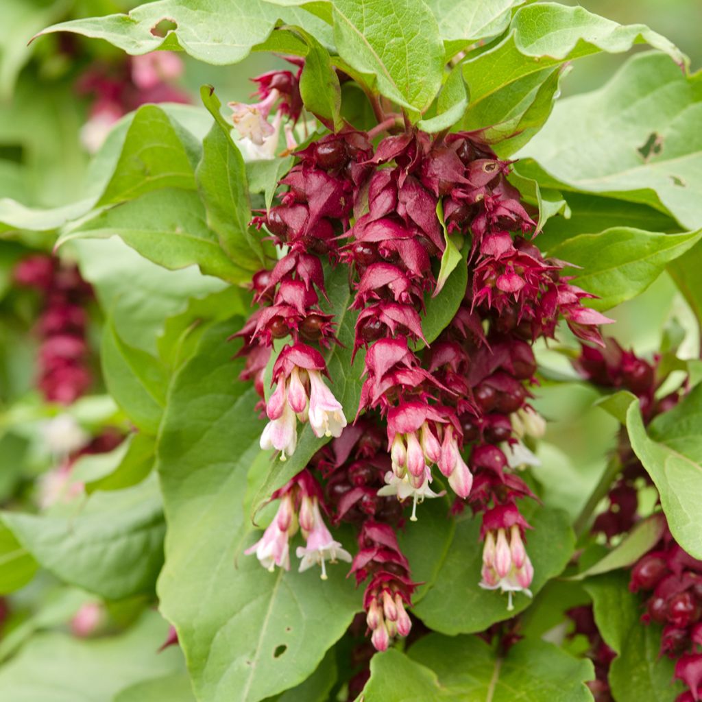 Leycesteria formosa (zaad) - Fazantenbes