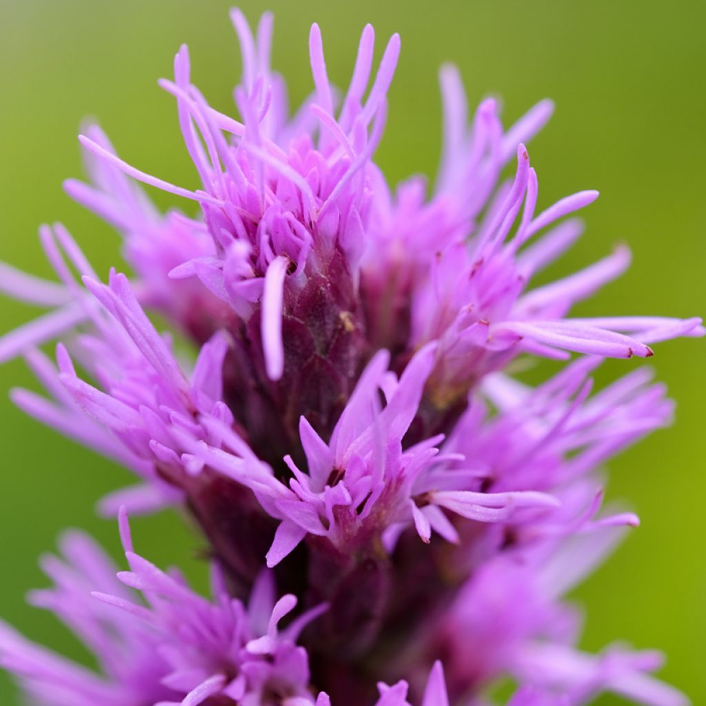 Liatris pycnostachya - Prachtschaarde