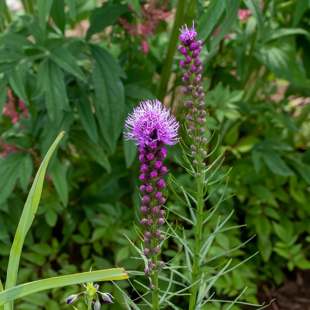 Liatris spicata Floristan Violet - Knopige slangenwortel