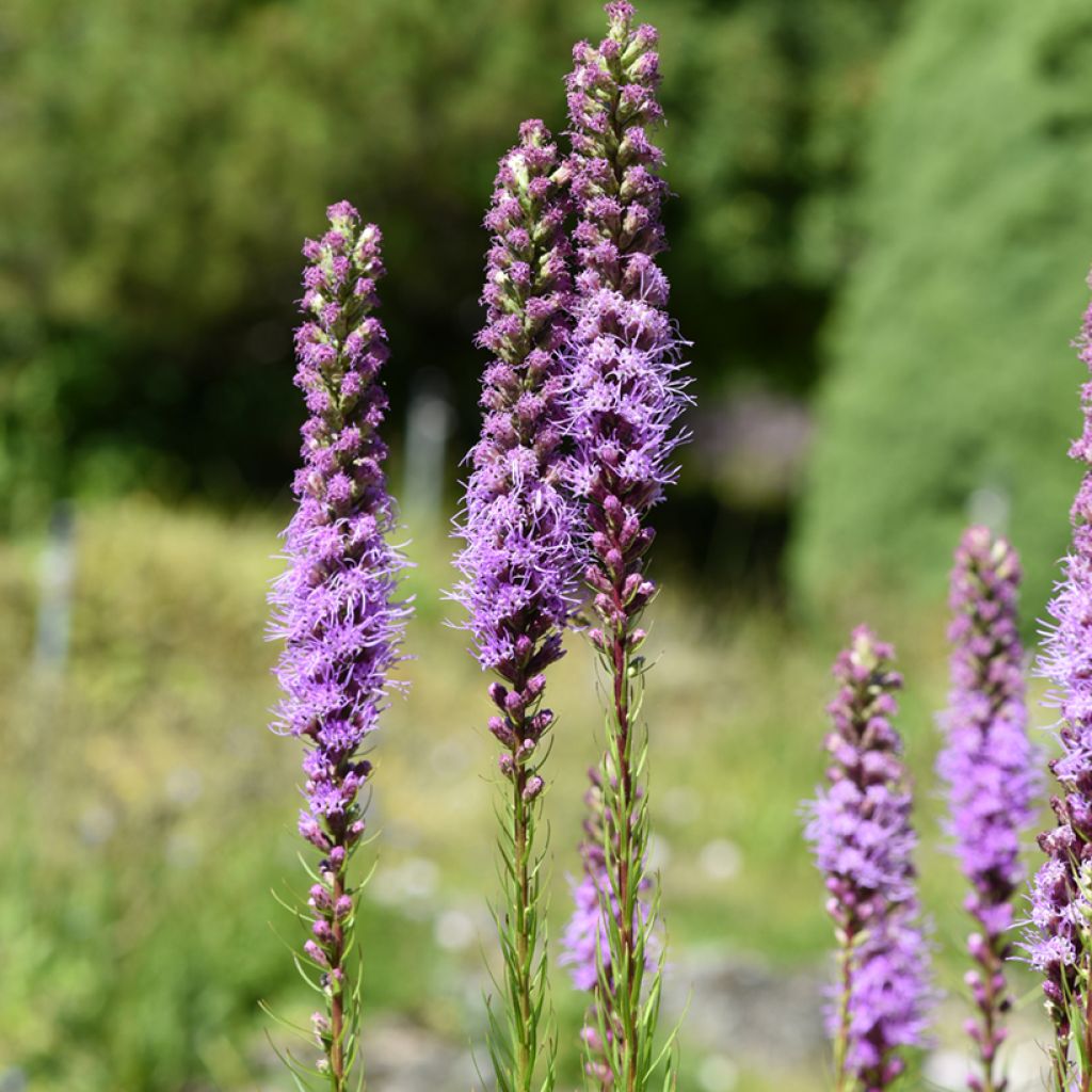 Liatris spicata - Knopige slangenwortel