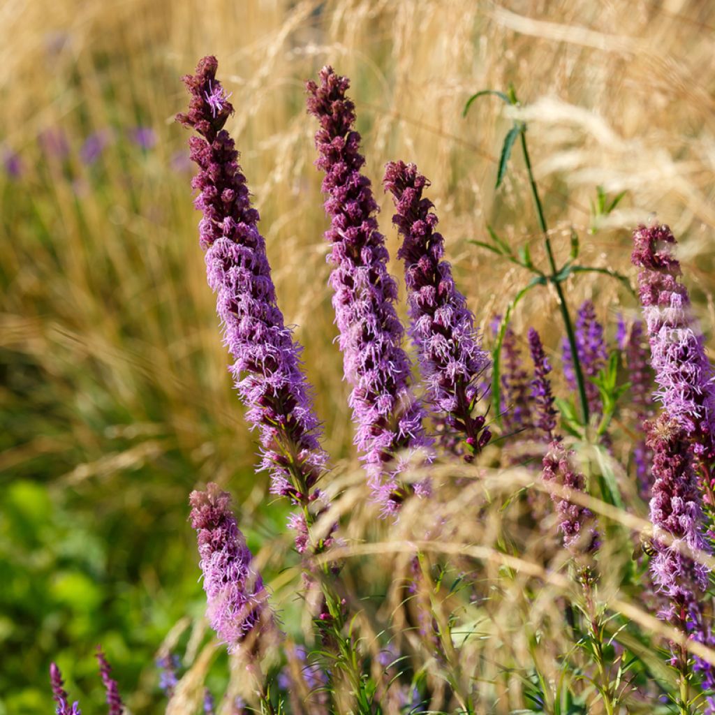 Liatris spicata - Knopige slangenwortel