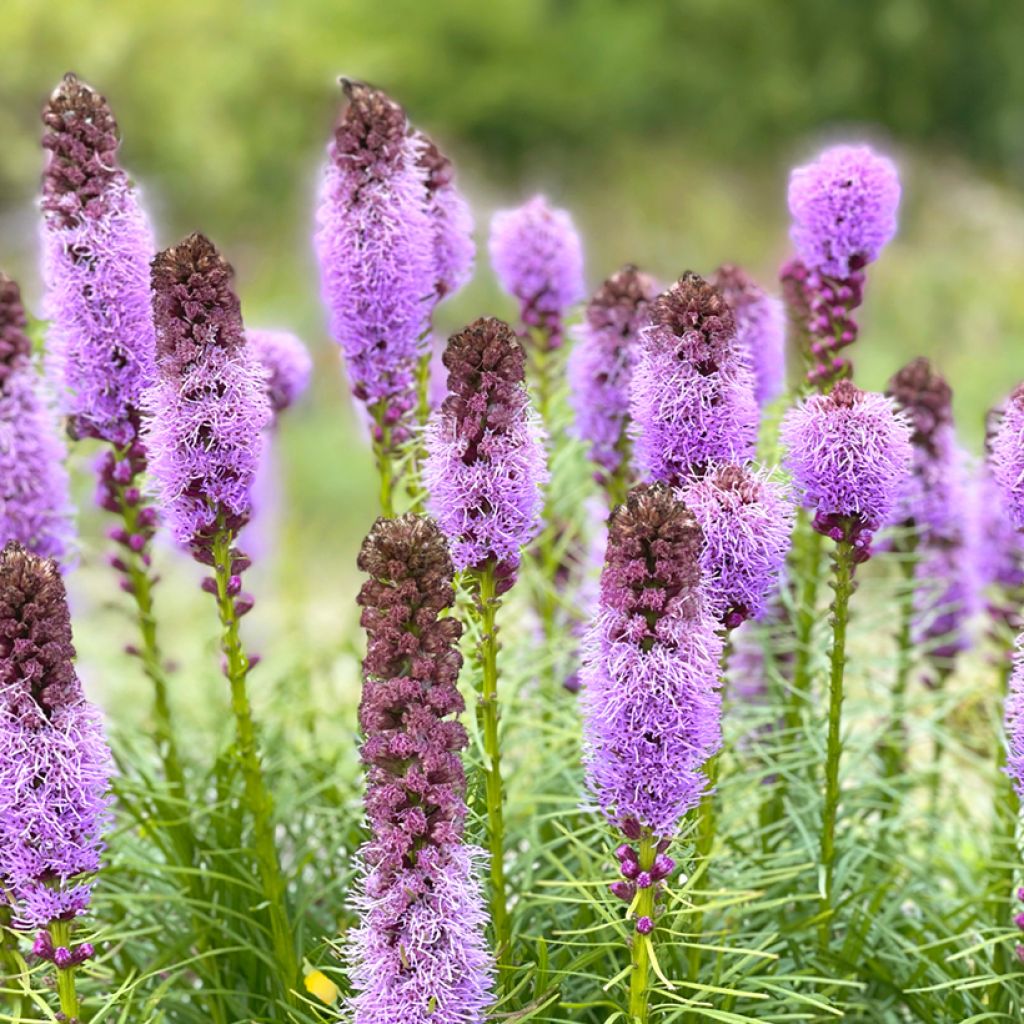 Liatris spicata - Knopige slangenwortel