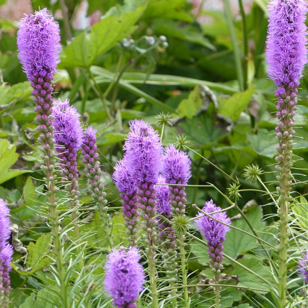 Liatris spicata Paars (zaad) - Knopige slangenwortel