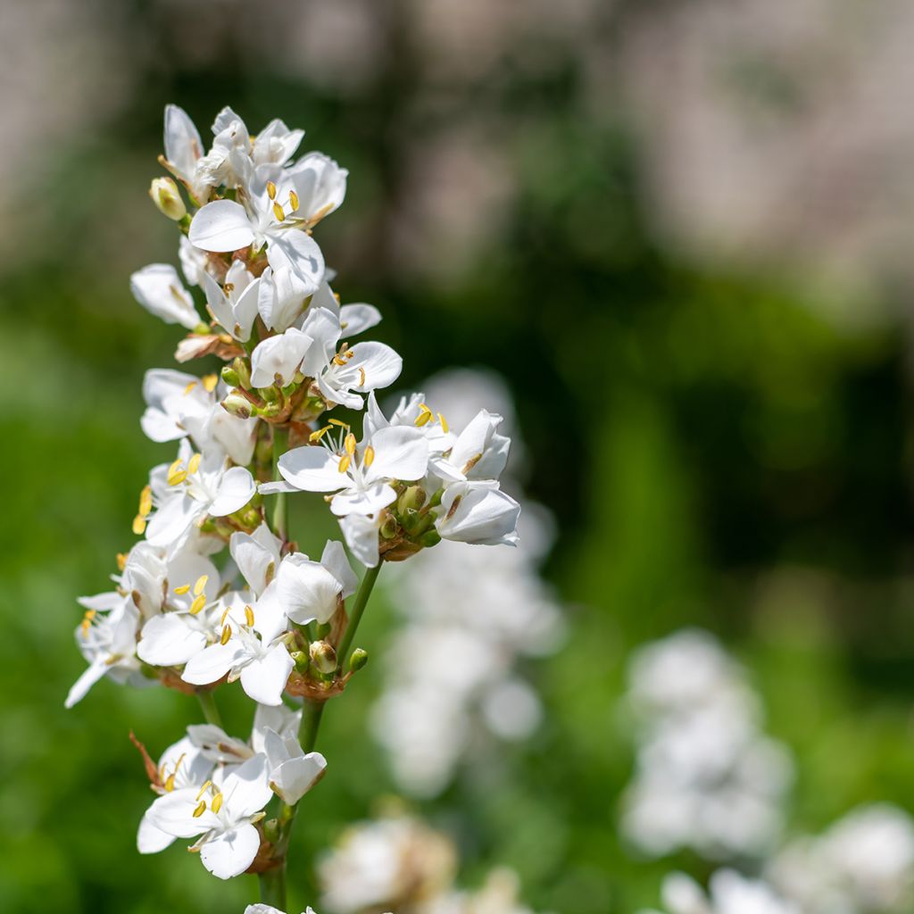 Libertia grandiflora - Nieuw-Zeelandse iris