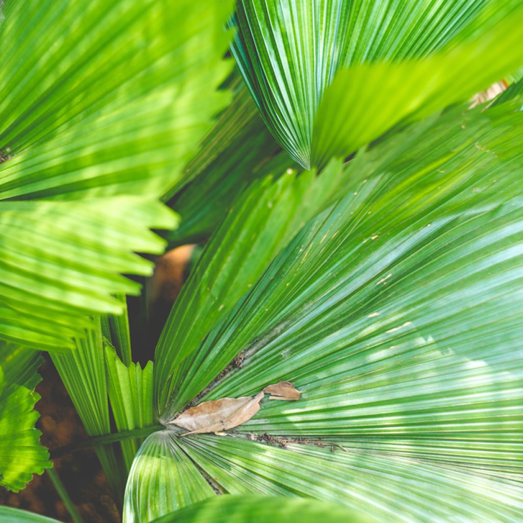 Licuala grandis - Waaierpalm