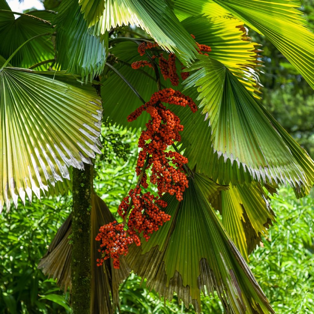 Licuala grandis - Waaierpalm