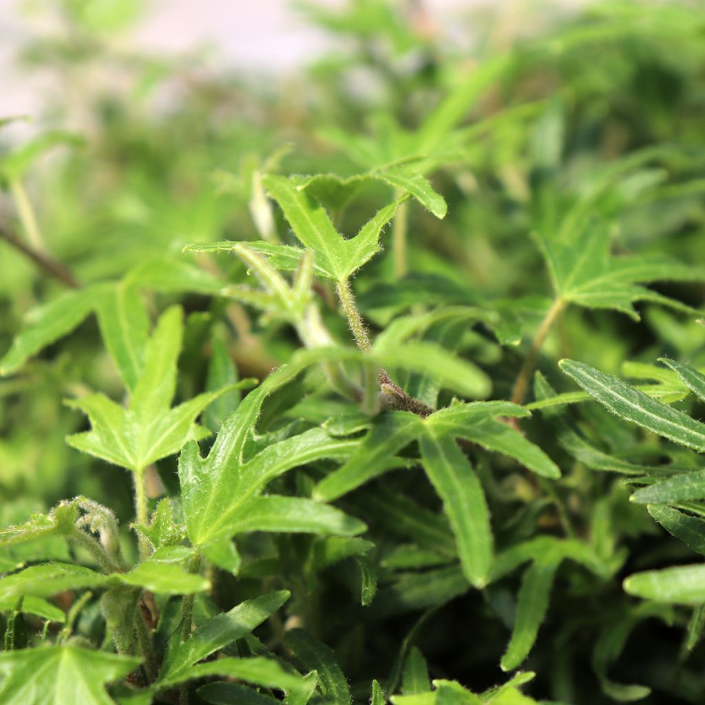 Hedera Dyinnii - Klimop