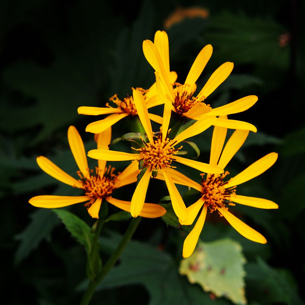 Ligularia Gregynog Gold - Kruiskruid