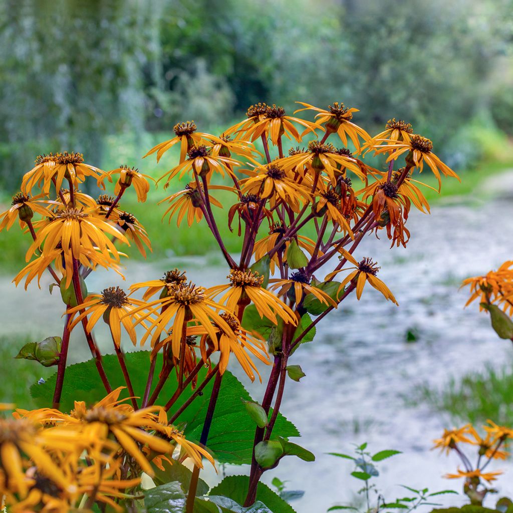 Ligularia dentata Desdemona - Kruiskruid