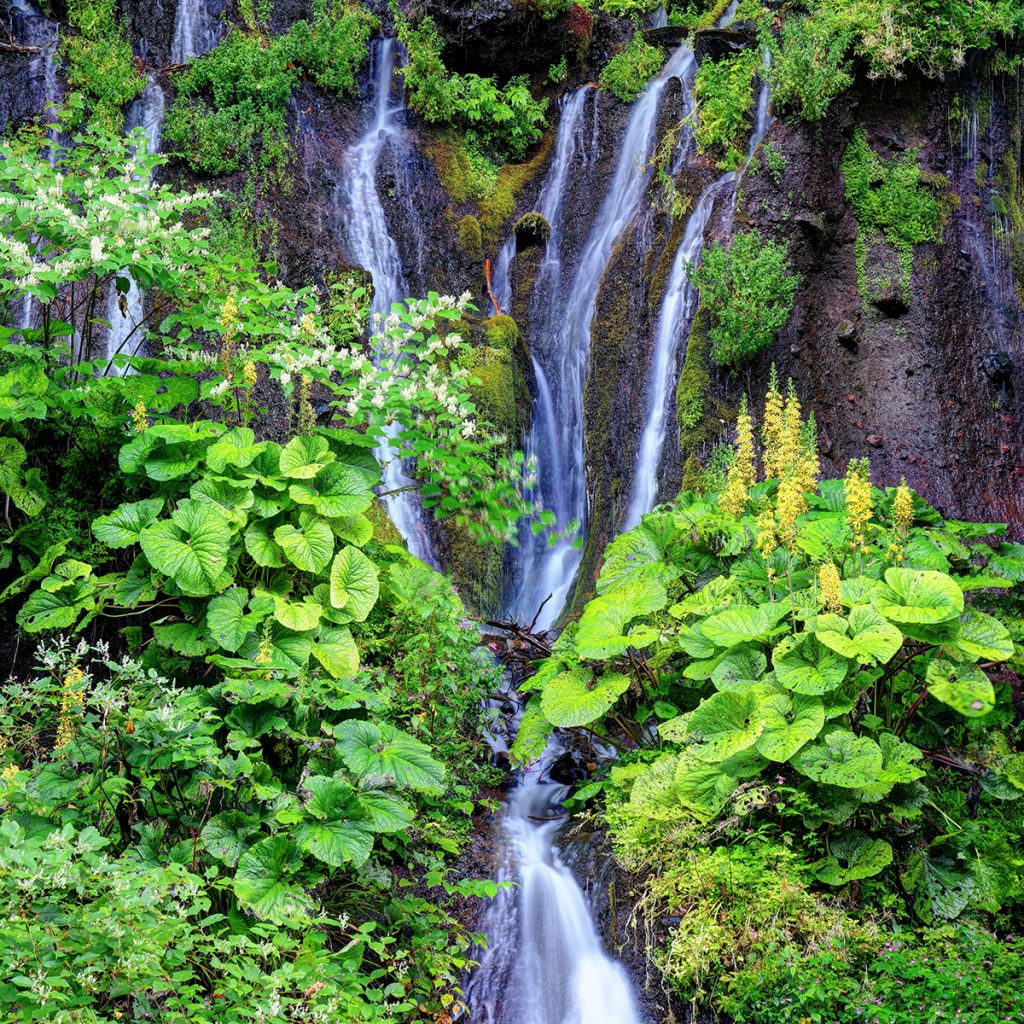 Ligularia fischeri - Kruiskruid