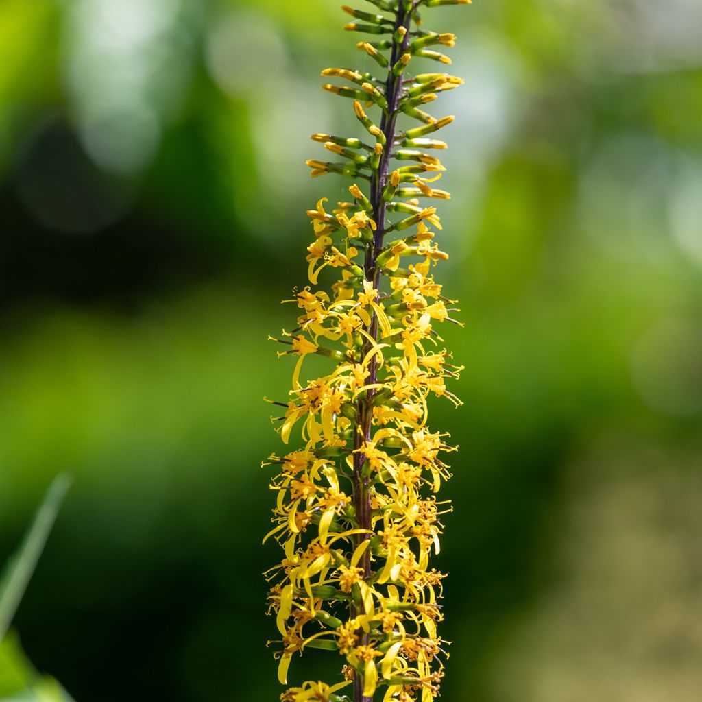 Ligularia przewalskii - Kruiskruid