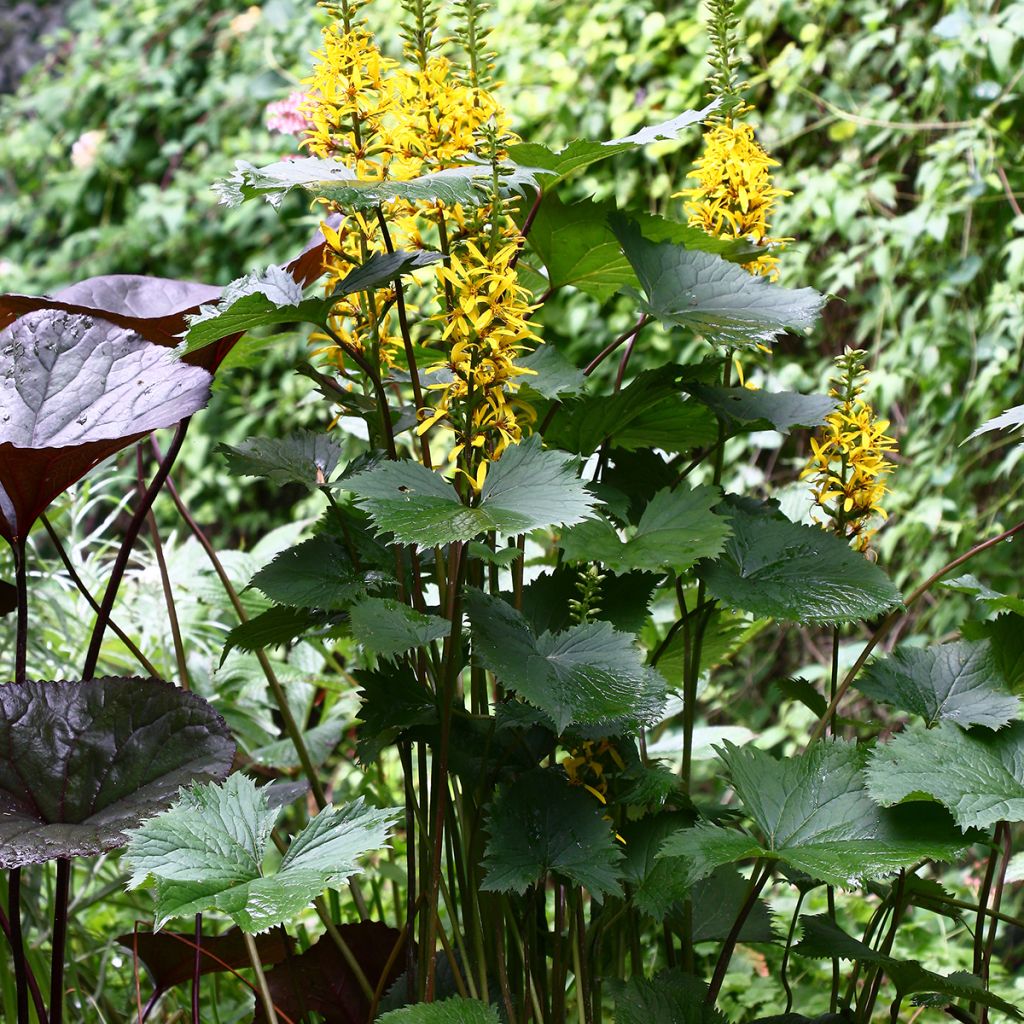 Ligularia stenocephala - Kruiskruid