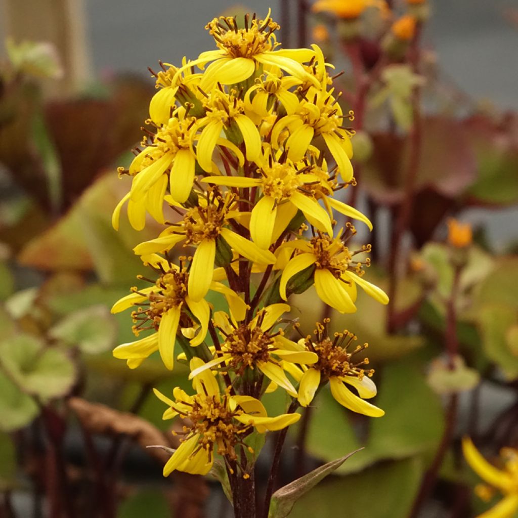 Ligularia hessei Lanternchen - Kruiskruid