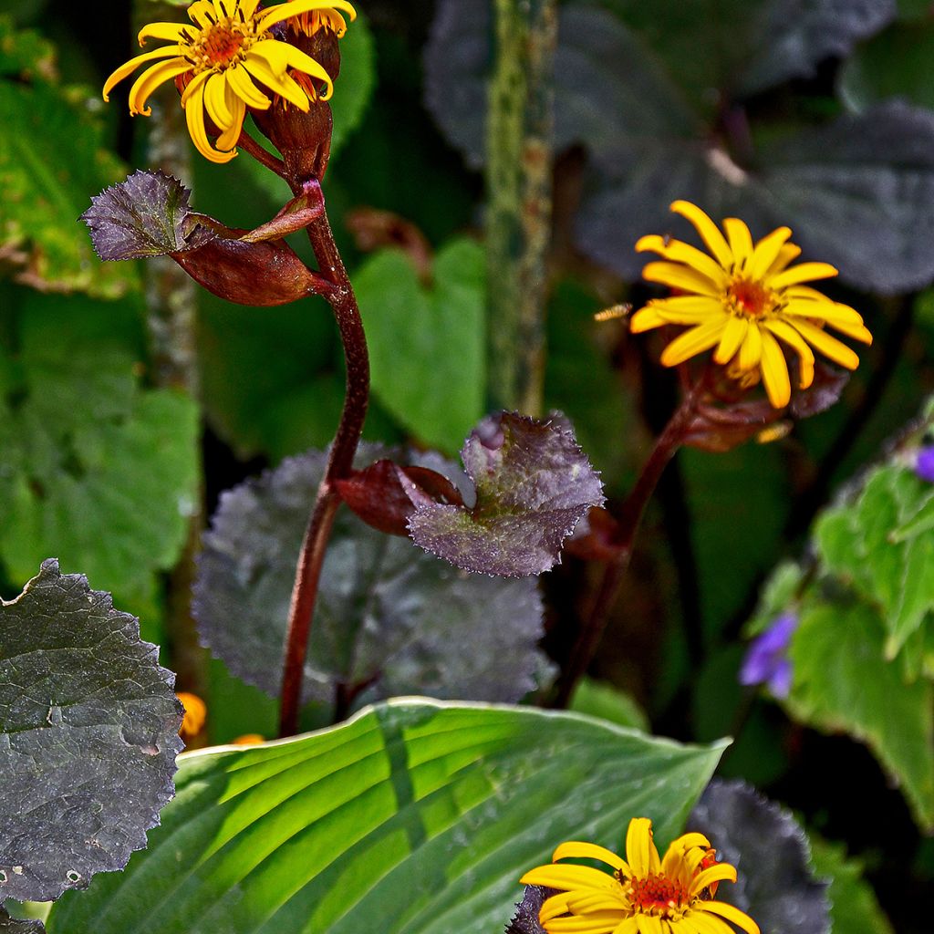 Ligularia dentata Britt-Marie Crawford - Kruiskruid