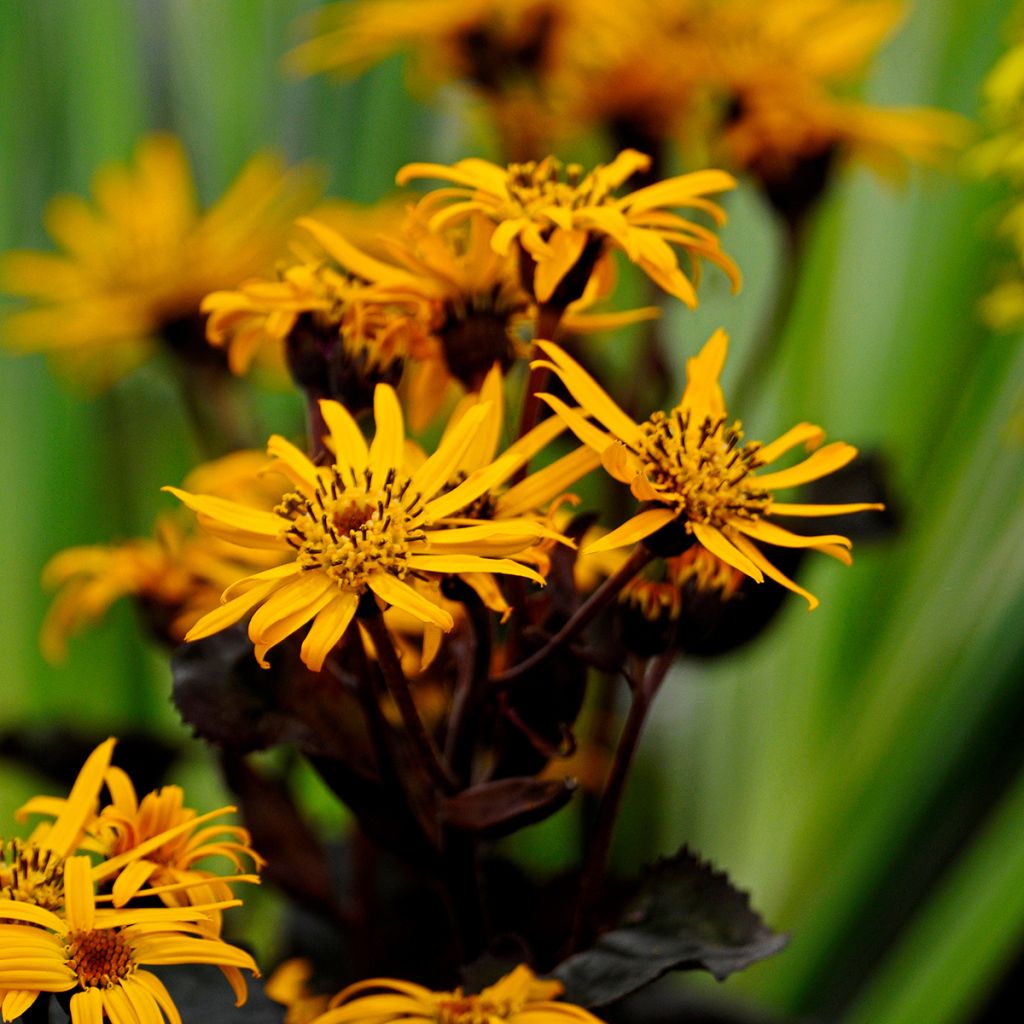 Ligularia dentata Britt-Marie Crawford - Kruiskruid