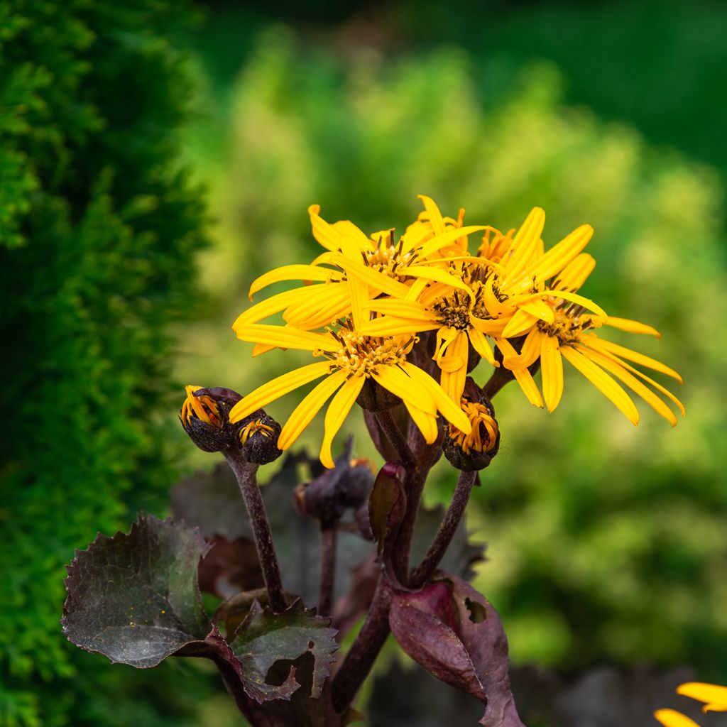 Ligularia dentata Garden Confetti - Kruiskruid