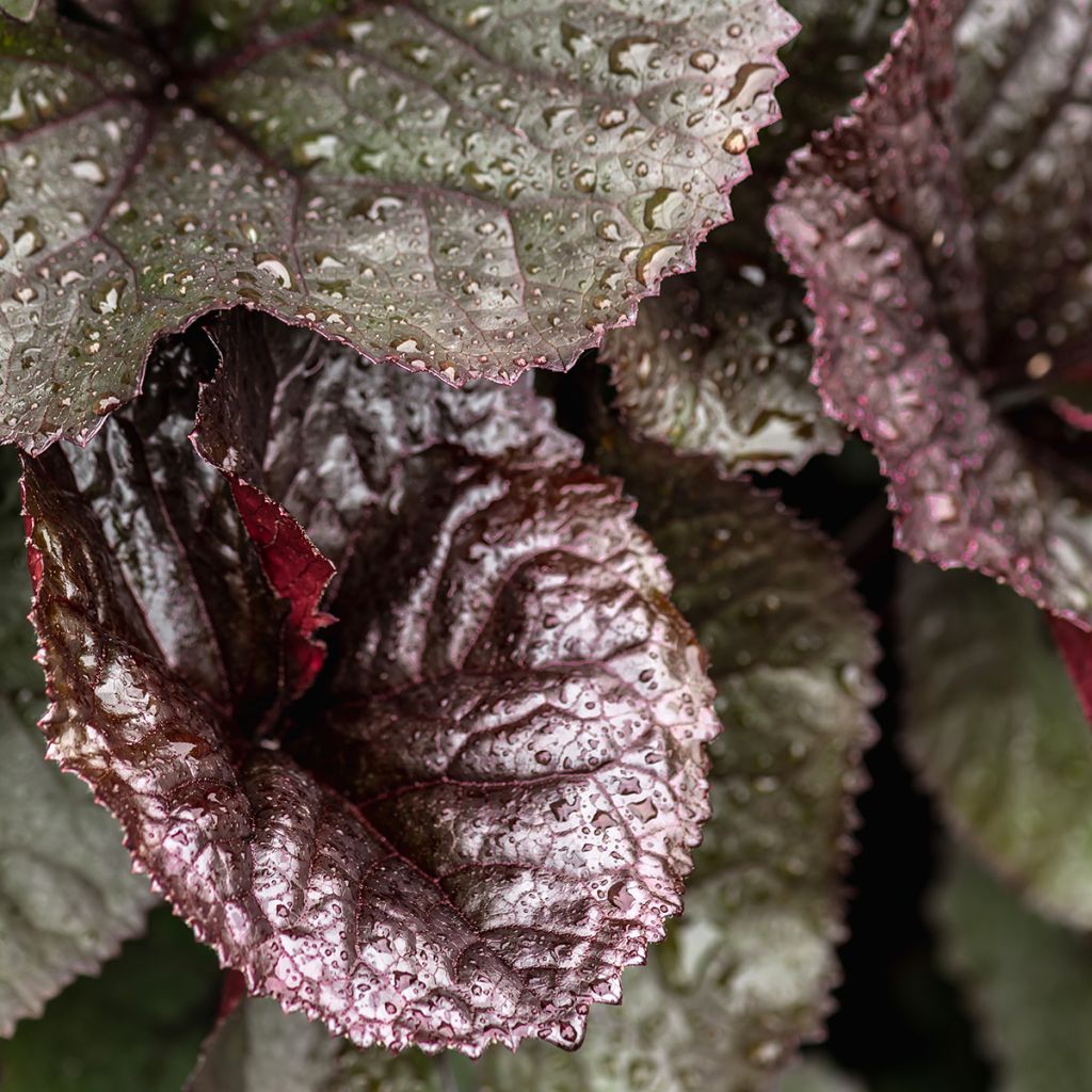 Ligularia dentata Garden Confetti - Kruiskruid