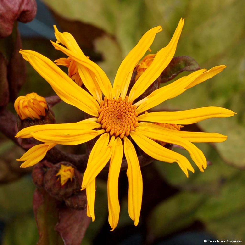 Ligularia dentata Garden Confetti - Ligulaire