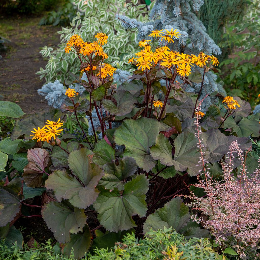 Ligularia dentata - Kruiskruid