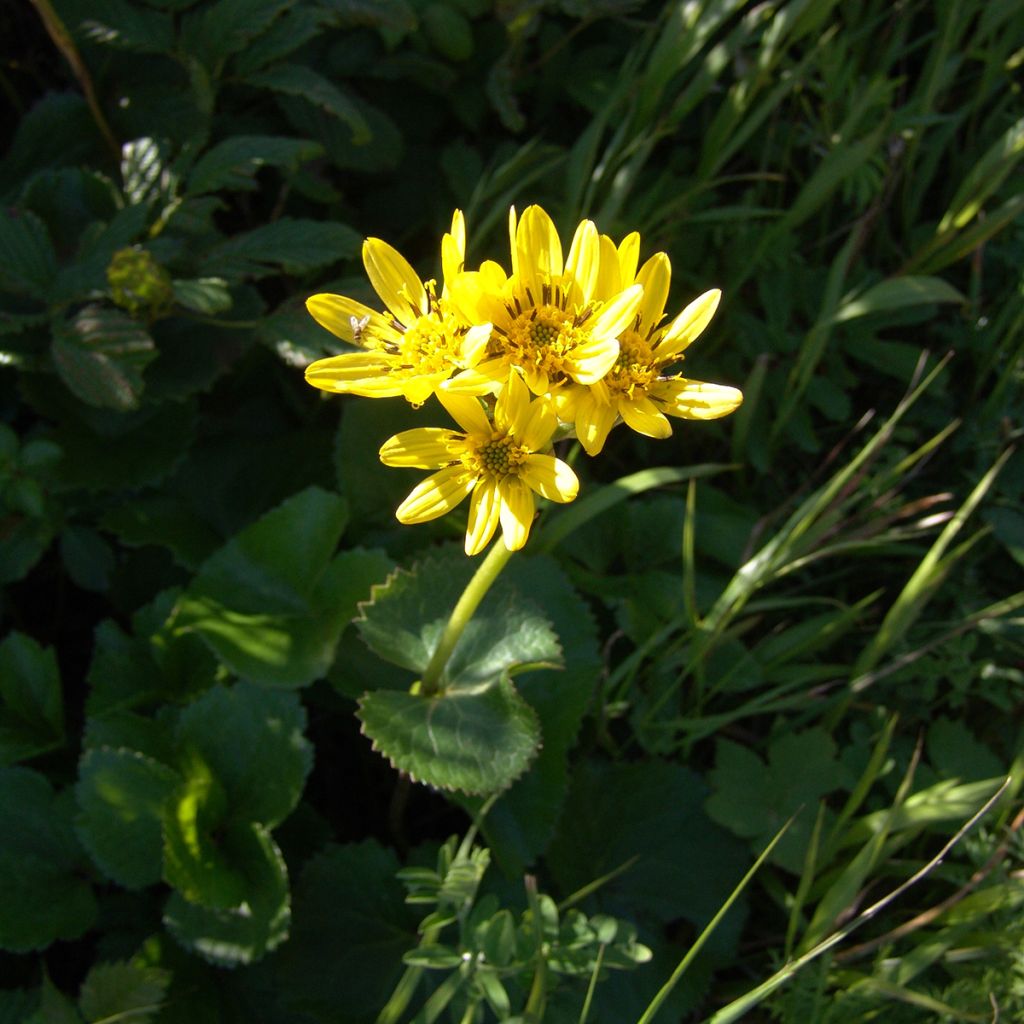 Ligularia hodgsonii - Kruiskruid
