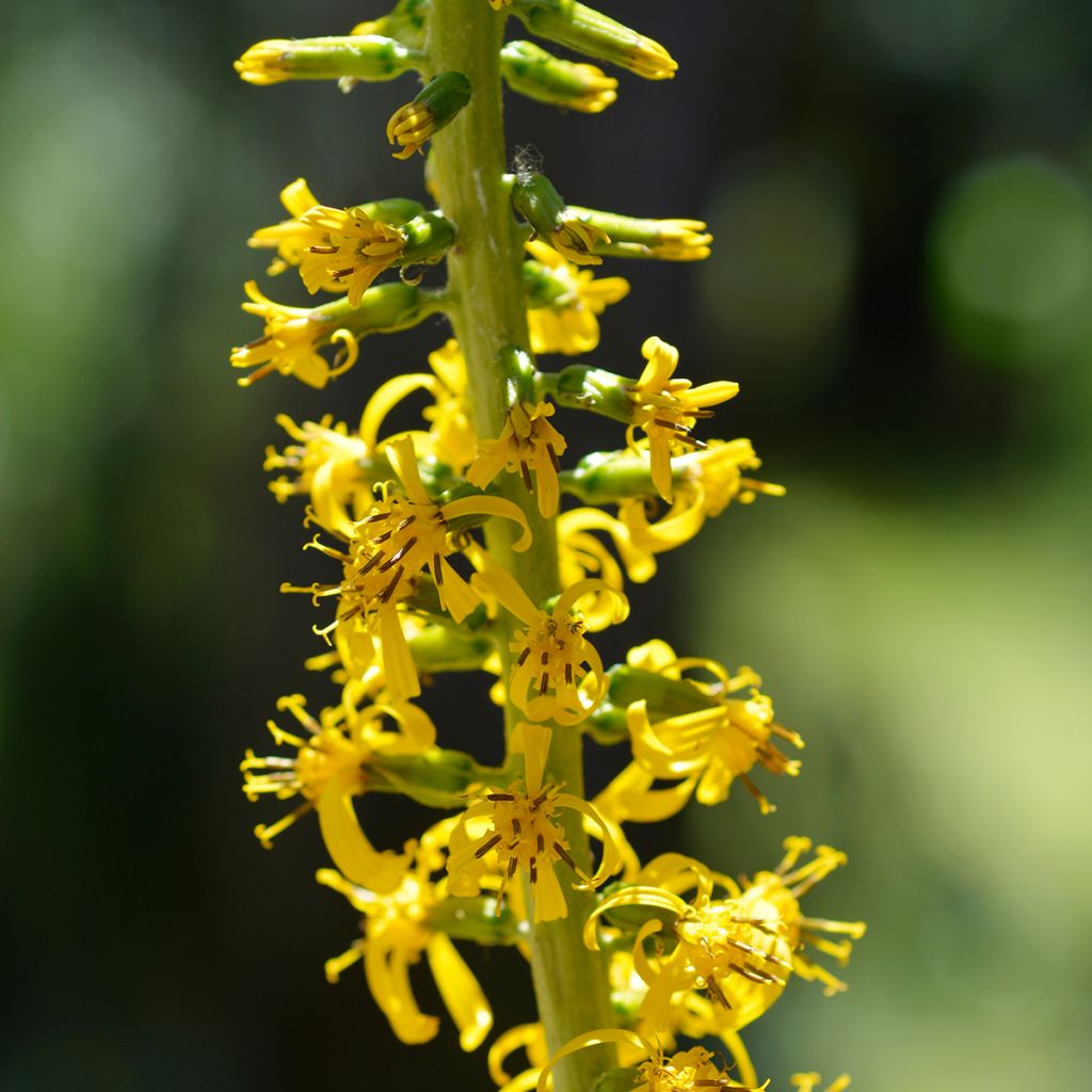 Ligularia wilsoniana - Kruiskruid