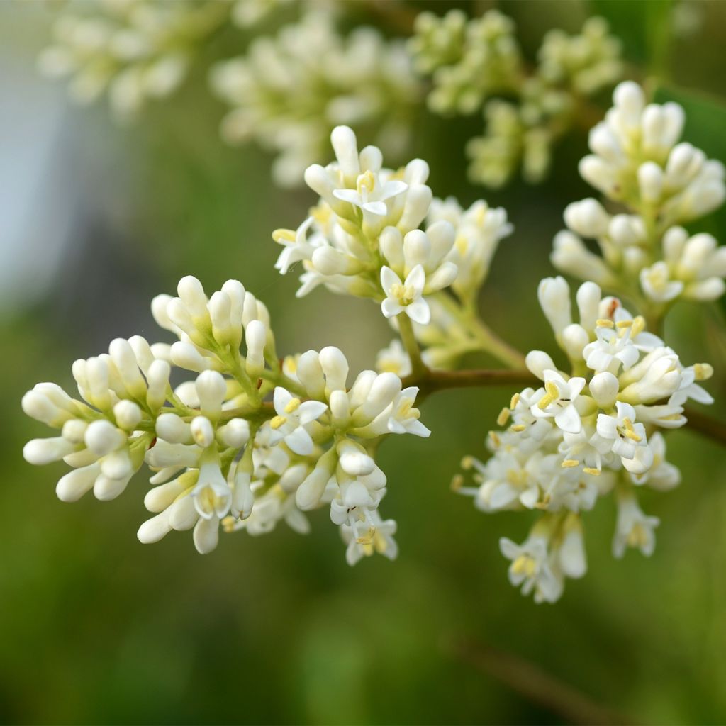 Ligustrum japonicum Coriaceum - Troène du Japon
